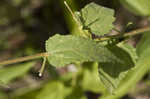 Virginia saltmarsh mallow